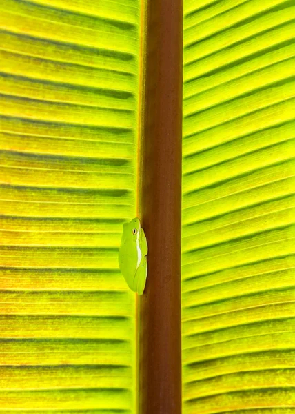 Green frog sits at the palm tree — Stock Photo, Image