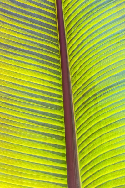 Detail of palm tree — Stock Photo, Image