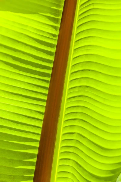 Detail van palmboom — Stockfoto