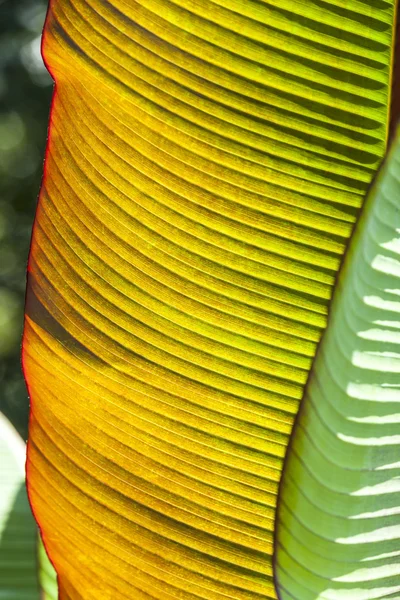 Palmboom in de tuin — Stockfoto