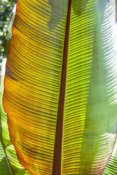 Palmera en el jardín — Foto de Stock