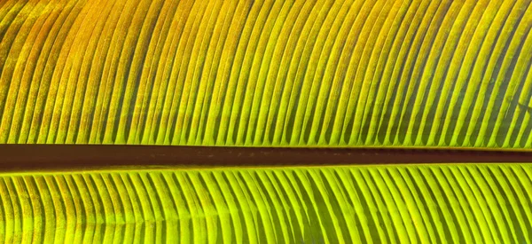 Palm tree in the garden — Stock Photo, Image