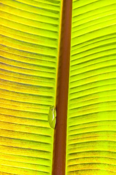 Rã verde senta-se na palmeira — Fotografia de Stock