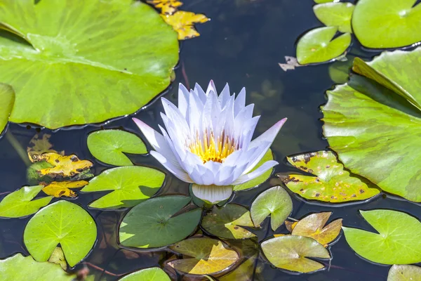 Güzel pembe lotus, bir havuzda su tesisi — Stok fotoğraf