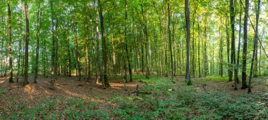 Ormanın sonbahar havasındaki panoramik görüntüsü