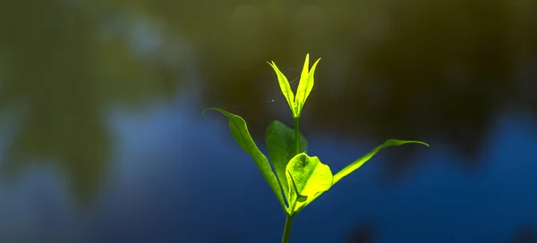 Yeşil su çiçeği ile koyu arka plan — Stok fotoğraf