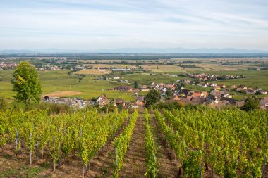 Alsace bölgesinde küçük köylü üzüm bağları olan manzaralı bir yer.