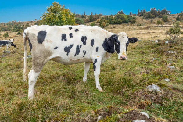 Holstein Cow Enjoys Grazing Meadow Summit Petit Balloon Alsace Region — Stock Photo, Image