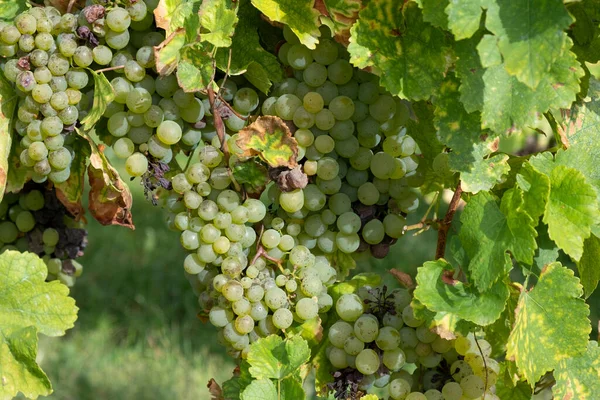 Bela Vinha Nas Vinhas Região Alsácia França — Fotografia de Stock