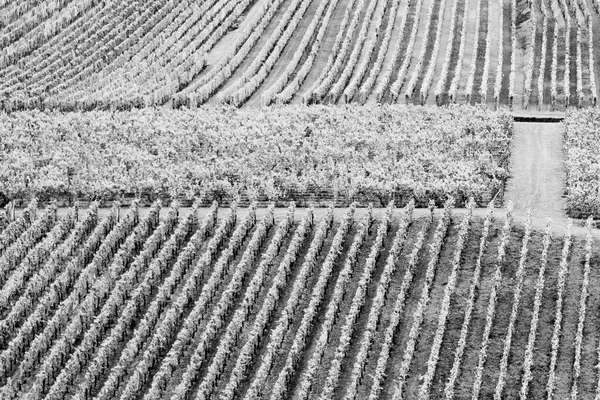 フランスのアルザス地方の熟したブドウ畑の詳細 — ストック写真