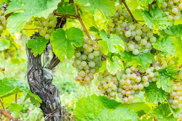 Vineyard Ripe Grapes Alsace Region France — Stock Photo, Image