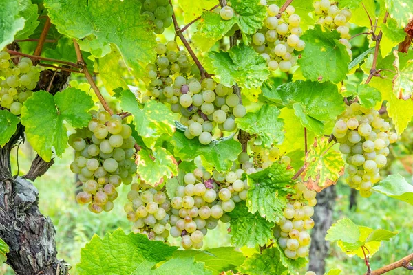 Vinha Com Uvas Maduras Região Alsácia França — Fotografia de Stock