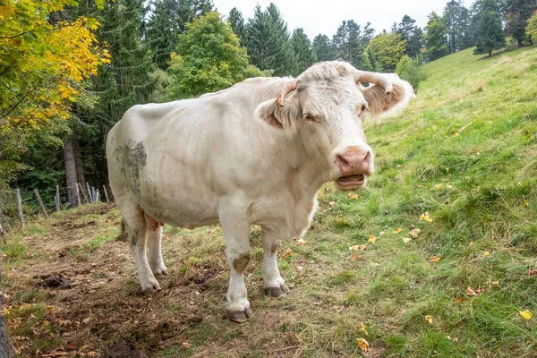 Vaca Leiteira Francesa Prado Verde Montanha Petit Ballon Região Alsácia — Fotografia de Stock