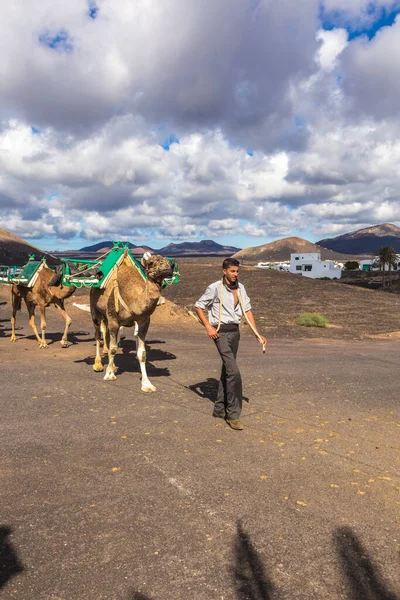 Yaiza España Noviembre 2014 Guía Camellos Con Una Caravana Camellos —  Fotos de Stock