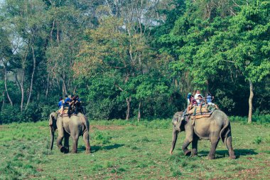 Chitwan, Nepal - 31 Mart 2014: Nepal 'deki Chitwan Ulusal Parkı' nda fil safarisindeki insanlar.