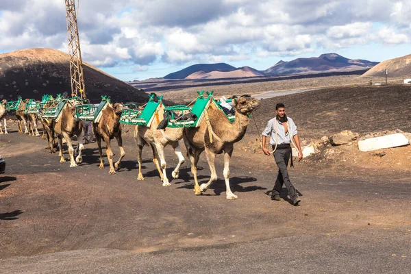 Yaiza España Noviembre 2014 Guía Camellos Con Una Caravana Camellos —  Fotos de Stock
