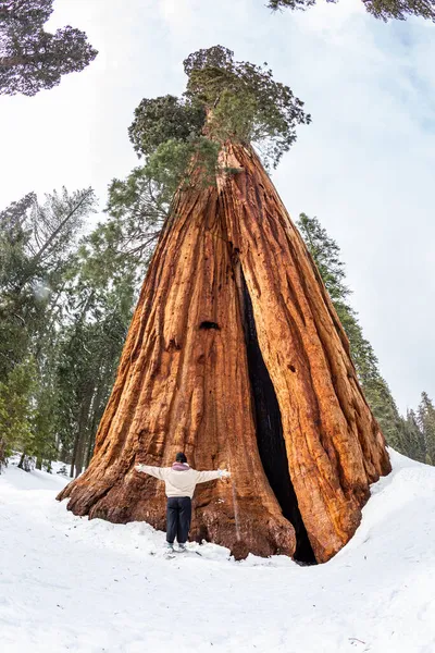 Hombre Guapo Frente Árbol Sequía Nieve — Foto de Stock