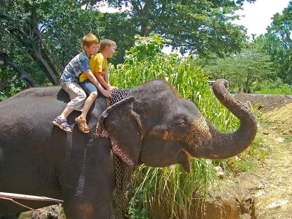 Handsome Boys Riding Back Elephant — Stock Photo, Image