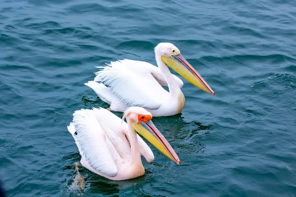 Pelikan Nahaufnahme Porträt Hafen Von Walvisbay Namibia Kalten Atlantik — Stockfoto