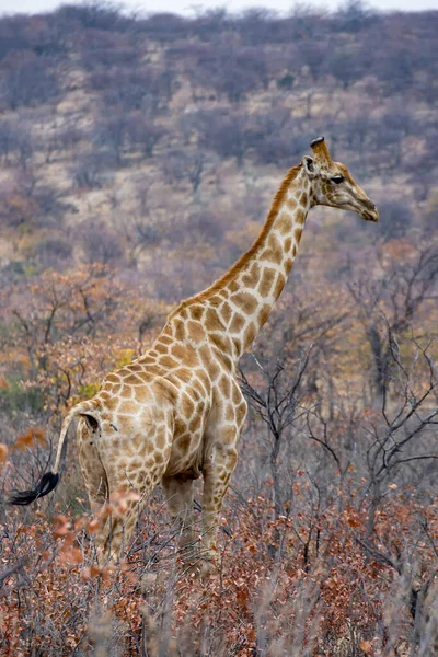 Girafa Parcul Național Etosha Din Afrika — Fotografie, imagine de stoc