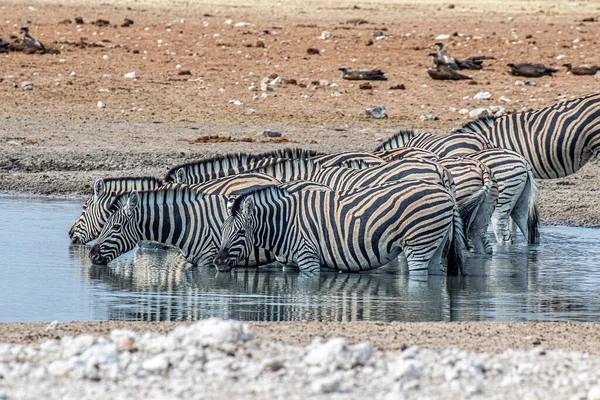 Zebra Dricka Sent Eftermiddagen Etosha Nationalpark — Stockfoto