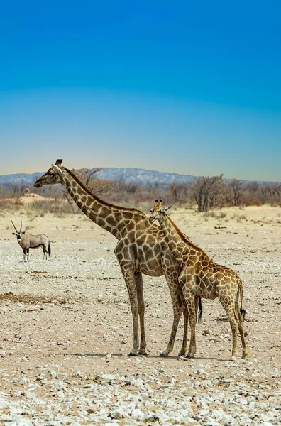 Giraffe Het Etosha Nationaal Park Afrika — Stockfoto