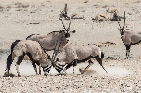 Антилопы Сражающиеся Национальном Парке Этоша Намибии — стоковое фото