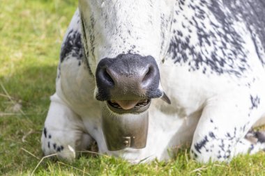Fransa 'nın Alsace bölgesinde Holstein İnekleri Alp Çayırı' nda homurdanıyorlar.