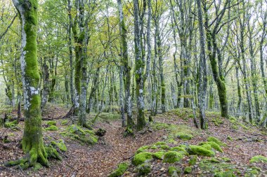 Stosswihr, Alsace 'deki manzaralı yaşlı kızılağaç ormanı