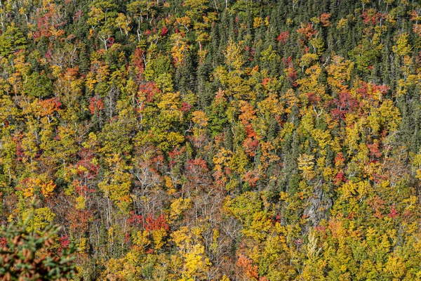Las Inian Letnich Kolorach Jako Tło Harmoniczne — Zdjęcie stockowe