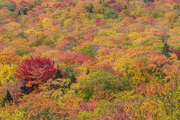 Skog Inian Sommarfärger Som Harmonisk Bakgrund — Stockfoto