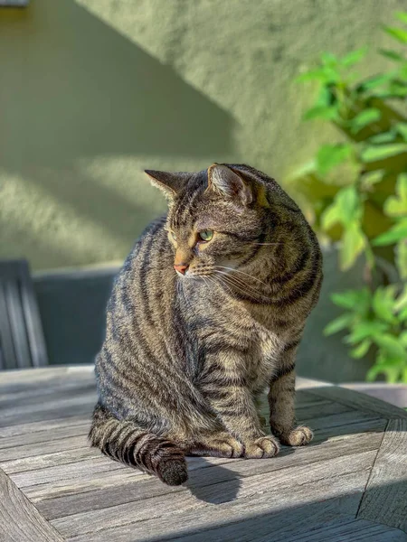 Chat Domestique Aime Asseoir Sur Une Table Bois Regarder Son — Photo