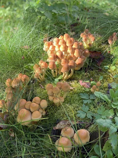 许多暴躁的蘑菇生长在花园里的草地上 — 图库照片