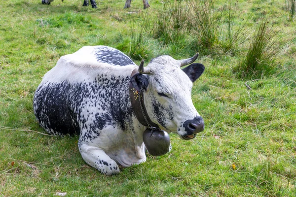 Vacas Holstein Con Cencerro Región Alsacia Francia Descansando Prado Alpino —  Fotos de Stock