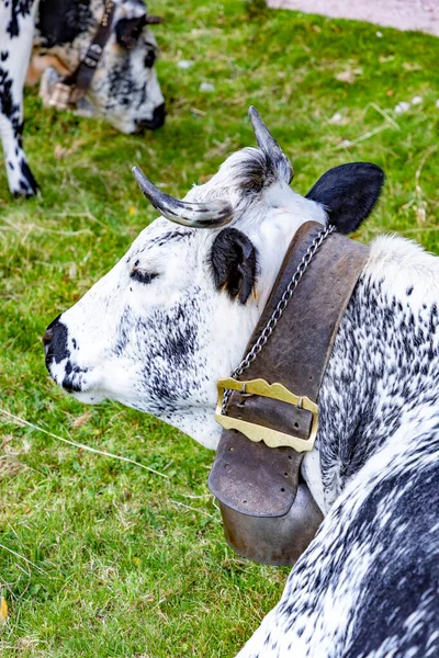 Vacas Holandesas Com Cowbell Região Alsácia França Descansando Prado Alpino — Fotografia de Stock