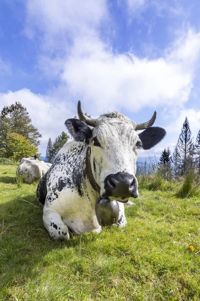 Vacas Holandesas Região Alsácia França Gratinando Prado Alpino — Fotografia de Stock