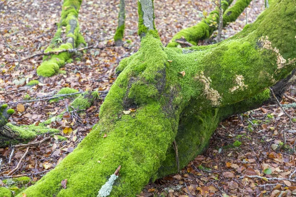 Detalhe Antiga Floresta Amieiro Cênica Stosswihr Alsácia — Fotografia de Stock