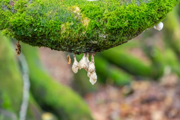 Detalhe Antiga Floresta Amieiro Cênica Stosswihr Alsácia — Fotografia de Stock