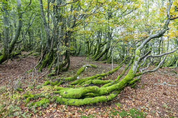 Cênica Floresta Amieiro Velho Stosswihr Alsácia — Fotografia de Stock