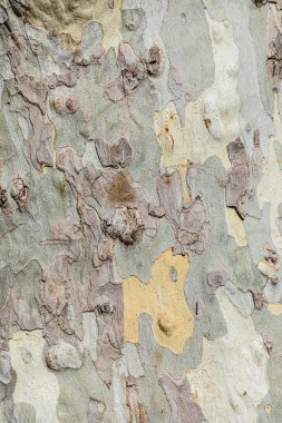 Fransa 'daki eski bir ağaç kabuğunun arka planı