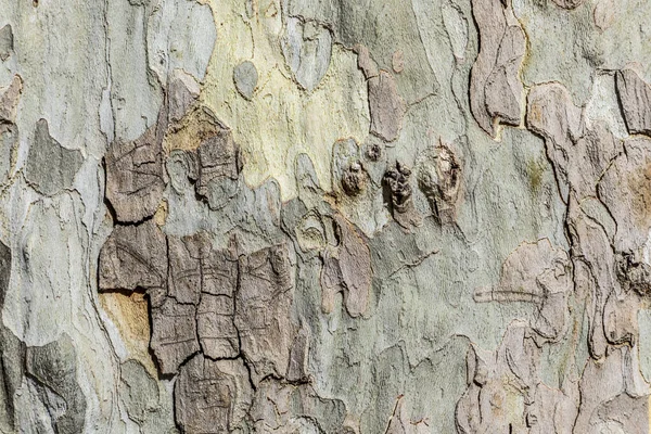 Bakgrund Bark Gamla Plana Träd Frankrike — Stockfoto