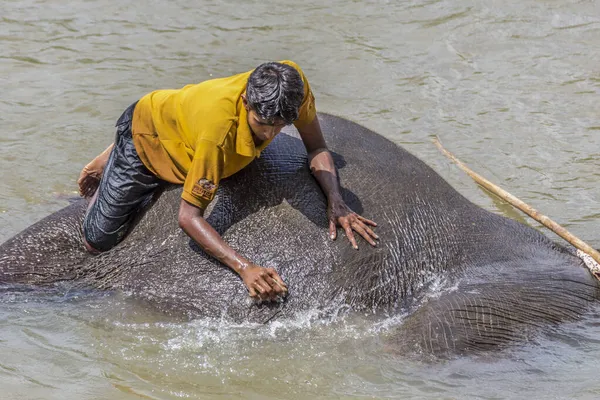 Pinnawala Sri Lanka Octubre 2014 Mahout Limpia Elefante Río Maha — Foto de Stock