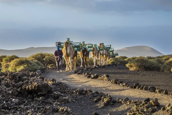 Yaiza Spain Mar 2017 Camel Driver Guides Camel Caravan Volcanic — Stock Photo, Image