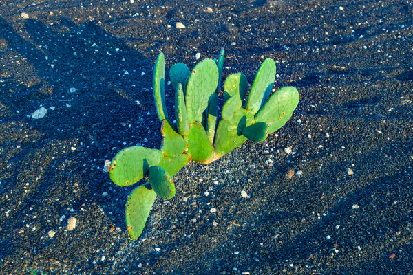 Cactus Lapilli Field Lanzarote Early Morning Light — Stock Photo, Image