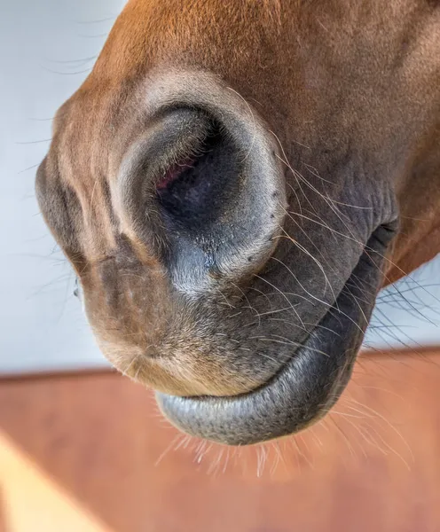 Detalj Hästhuvud Med Leende Ansikte — Stockfoto