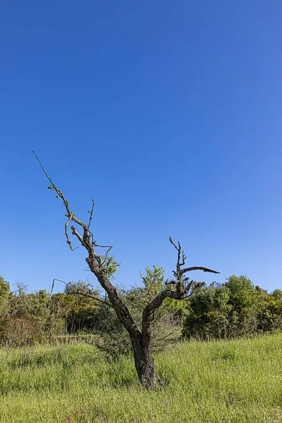 Árvore Velha Com Galhos Mortos Devido Poluição Ambiente Pelo Co2 — Fotografia de Stock