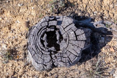 Portekiz 'deki bir odun yangınından sonra Algarve bölgesinde eski bir kökü yanmış.
