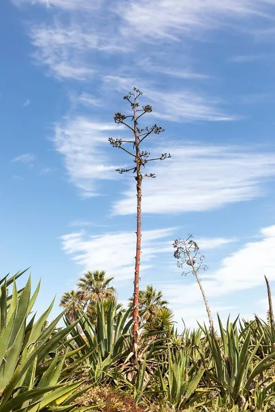Scenic Coast Portugal Algarve Region Carvoeiro Palm Trees — Stock Photo, Image