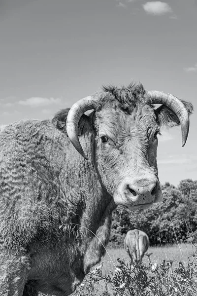Vacche Ruspanti All Aperto Nel Prato Sotto Cielo Blu Dell — Foto Stock