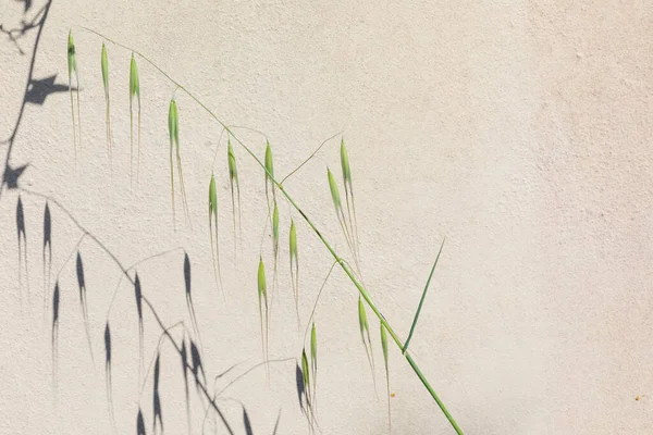 Detail Van Gras Met Schaduw Voor Een Oranje Beschilderde Muur — Stockfoto
